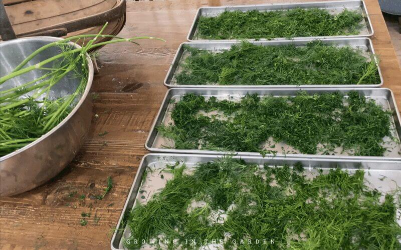 Harvest Right Medium Pharmaceutical Pro Freeze Dryer with Oil Free Vacuum Pump and 7 Trays in Stainless Steel