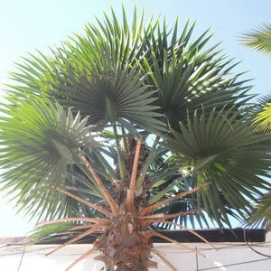 Artificial Royal Palm Tree
