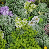 Designer Plants USA Artificial Dense Succulent Green Wall Panel 20" x 20" UV Resistant