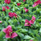 Designer Plants USA Artificial Flowering Pink Green Wall 40 x 40 11SQ FT Commercial Grade