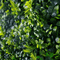 Designer Plants USA Premium Mixed Ivy Spring Sensation Artificial Green Wall 40" x 40"