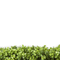 Designer Plants USA Natural Artificial Boxwood Wall 40"x40" Commercial Grade UV Resistant