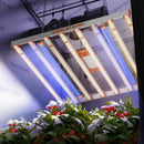 Spider Farmer Supplemental UV60 365nm 60 Watt LED Light Bar Set for Plant (35.4” ) – Model: UV60