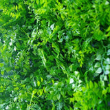 Designer Plants USA Lush Fern Artificial Green Wall 40" x 40" 11SQ FT Commercial Grade UV Resistant