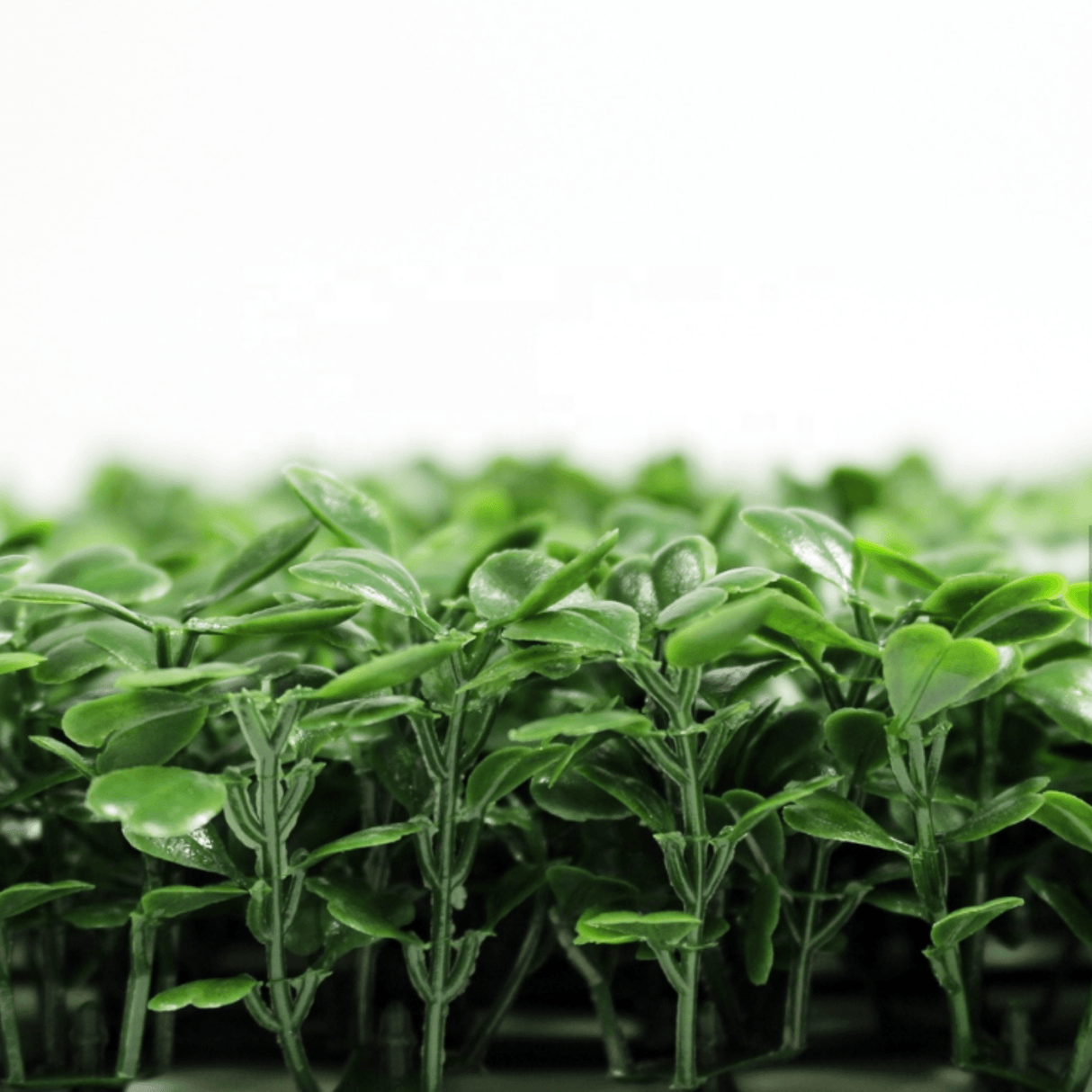 Designer Plants USA Dark Artificial Boxwood Wall 40" x 40" 11SQ FT Commercial Grade UV Resistant