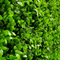 Designer Plants USA Premium Bright Artificial Boxwood Wall 40" x 40" Commercial Grade