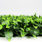 Designer Plants USA Jasmine Artificial Green Wall 40" x 40" Commercial Grade UV Resistant