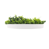 Designer Plants USA Luxury Artificial Green Plant Wall Circle 20" White Frame UV Resistant
