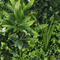 Designer Plants USA Luxury Artificial Green Plant Wall Circle 30" Black Frame UV Resistant