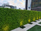 Designer Plants USA Lush Fern Artificial Green Wall 40" x 40" 11SQ FT Commercial Grade UV Resistant