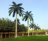Designer Plants USA Tall Artificial Royal Palm Tree (13ft - 23ft) UV Resistant