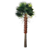 Designer Plants USA Tall Artificial Mexican Fan Palm Tree (13ft - 23ft) UV Resistant