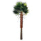 Designer Plants USA Tall Artificial Mexican Fan Palm Tree (13ft - 23ft) UV Resistant