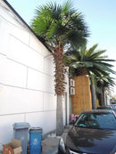 Designer Plants USA Tall Artificial Mexican Fan Palm Tree (13ft - 23ft) UV Resistant