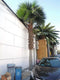 Designer Plants USA Tall Artificial Mexican Fan Palm Tree (13ft - 23ft) UV Resistant