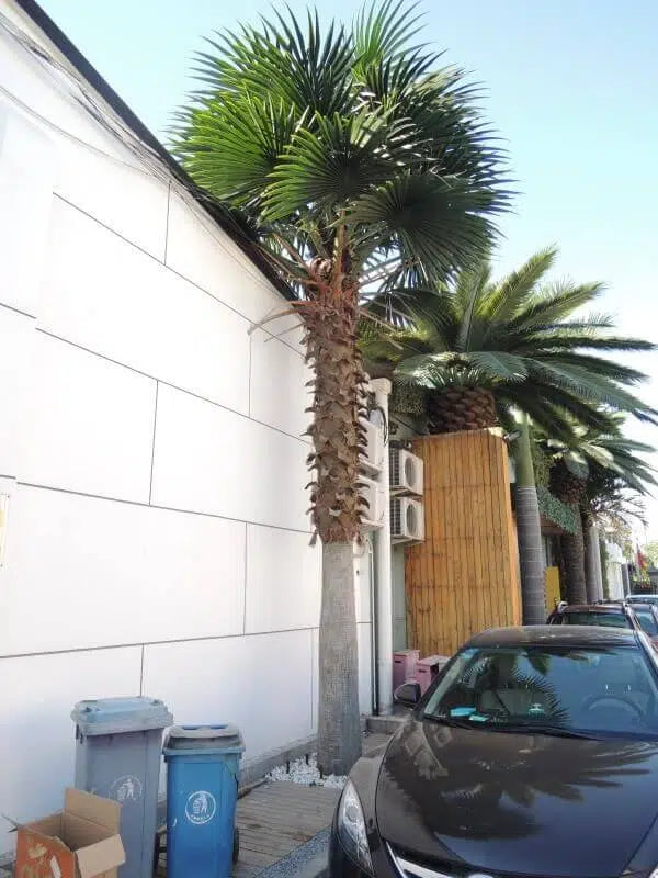 Designer Plants USA Tall Artificial Mexican Fan Palm Tree (13ft - 23ft) UV Resistant