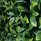 Designer Plants USA Premium Laurel Artificial Vertical Garden Wall 40x40 Commercial Grade
