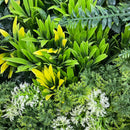 Designer Plants USA Evergreen Triptych Vertical Garden Wall Set 3 Pieces UV Resistant
