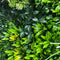 Designer Plants USA Evergreen Triptych Vertical Garden Wall Set 3 Pieces UV Resistant