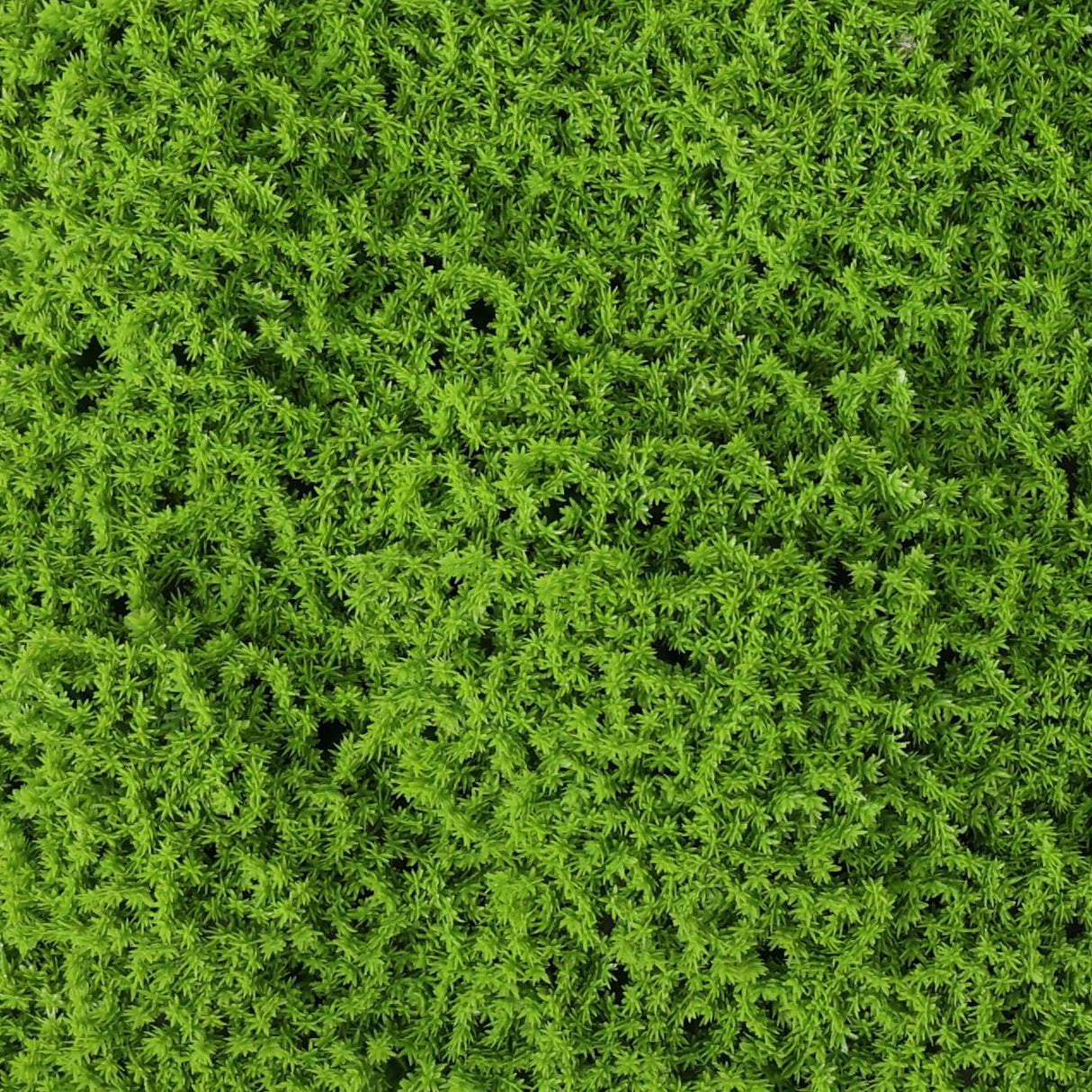 Designer Plants USA Faux Evergreen Moss Mat 33 SQ FT UV Resistant Commercial Grade UV Resistant