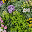Designer Plants USA Artificial Moss and Succulent Hanging Wall Art 20" Square UV Resistant