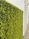 Designer Plants USA Yellow English Artificial Boxwood Wall 40" x 40" Commercial Grade