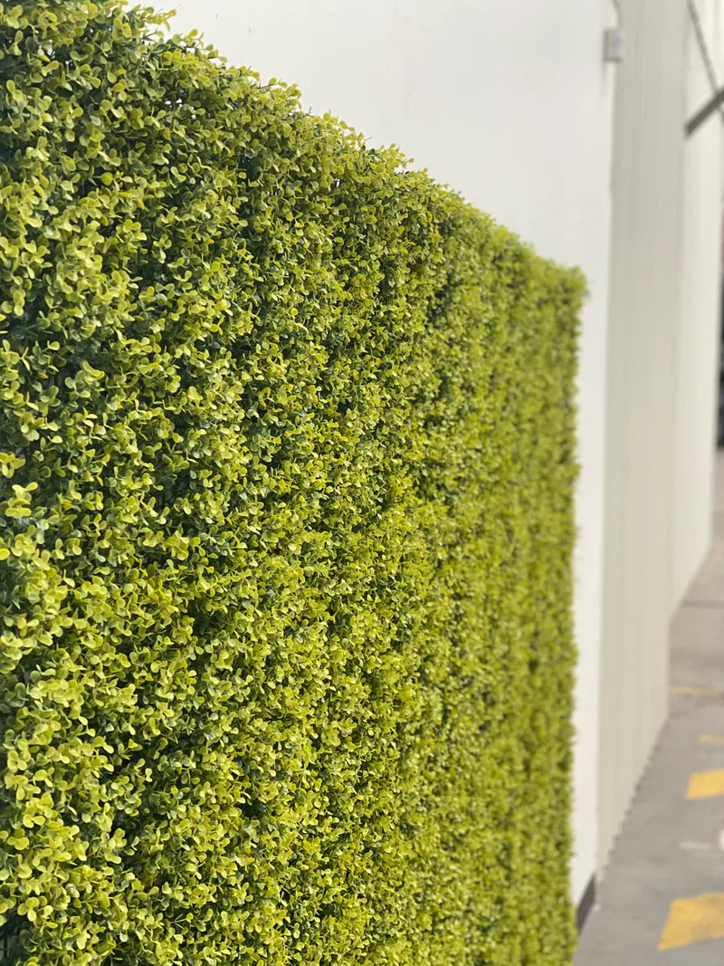 Designer Plants USA Yellow English Artificial Boxwood Wall 40" x 40" Commercial Grade
