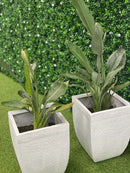Designer Plants USA White Flowering Artificial Boxwood Wall 40" x 40" Commercial Grade