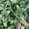 Designer Plants USA Artificial Photinia Hedge Panel 40 x 40 Commercial Grade UV Resistant