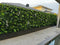 Designer Plants USA Luxury Flowering Hawaiian Sunrise Artificial Vertical Garden 40" x 40" 11SQ FT Commercial Grade UV Resistant