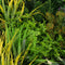 Designer Plants USA Ultra Luxury Floral Fusion Vertical Garden 40" x 40" Commercial Grade
