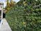 Designer Plants USA Garden of Eden 40"x40" Metal-Backed UV Fire-Resistant Green Wall