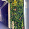 Designer Plants USA Ultra Luxury Amazon Jungle Vertical Garden 40" x 40" 11SQ FT Commercial Grade UV Resistant
