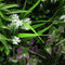 Designer Plants USA Ultra Luxury Amazon Jungle Vertical Garden 40" x 40" 11SQ FT Commercial Grade UV Resistant