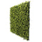 Designer Plants USA Yellow English Artificial Boxwood Wall 40" x 40" Commercial Grade