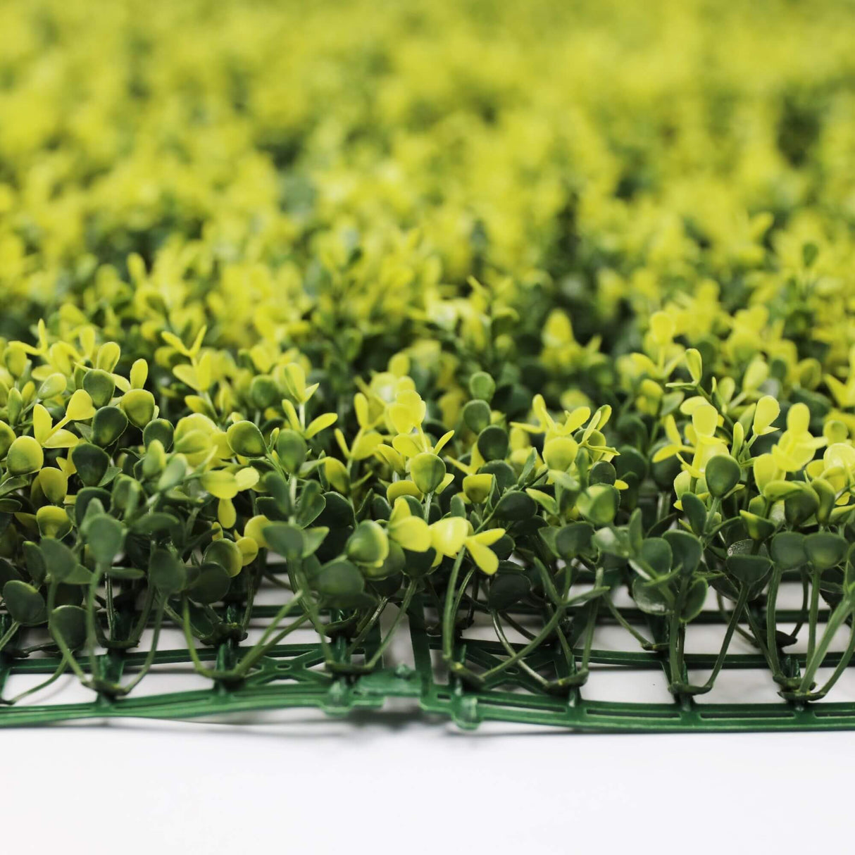 Designer Plants USA Yellow English Artificial Boxwood Wall 40" x 40" Commercial Grade