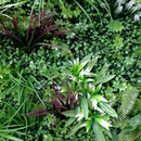 Designer Plants USA Luxury Tropical Vista Artificial Vertical Garden 40" x 40" 11SQ FT Commercial Grade UV Resistant