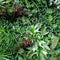 Designer Plants USA Luxury Tropical Vista Artificial Vertical Garden 40" x 40" 11SQ FT Commercial Grade UV Resistant