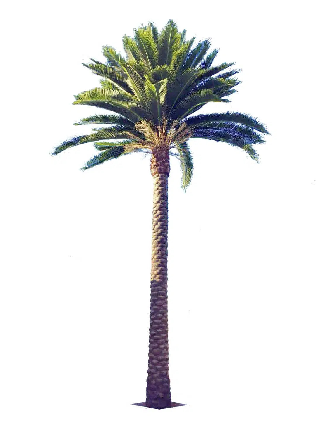 Designer Plants USA Tall Artificial Florida Palm Tree (13ft To 23ft) UV Resistant
