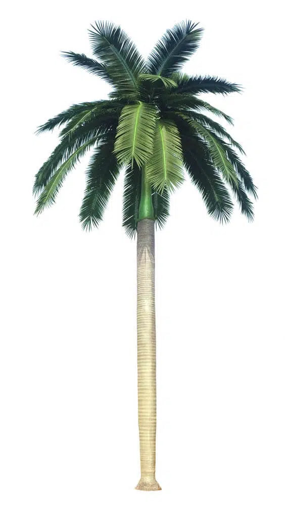 Designer Plants USA Tall Artificial Royal Palm Tree (13ft - 23ft) UV Resistant