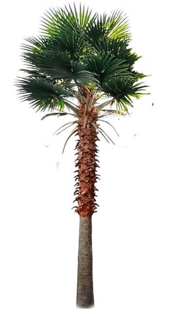Designer Plants USA Tall Artificial Mexican Fan Palm Tree (13ft - 23ft) UV Resistant