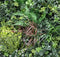Designer Plants USA Tropical Vibe Artificial Vertical Garden Wall 35" x 35" UV Resistant