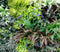 Designer Plants USA Tropical Forest Artificial Vertical Garden Wall 35" x 35" UV Resistant