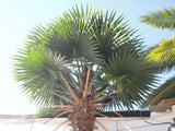 Designer Plants USA Tall Artificial Mexican Fan Palm Tree (13ft - 23ft) UV Resistant