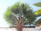 Designer Plants USA Tall Artificial Mexican Fan Palm Tree (13ft - 23ft) UV Resistant